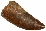 Serrated Raptor Tooth - Real Dinosaur Tooth #371438-1
